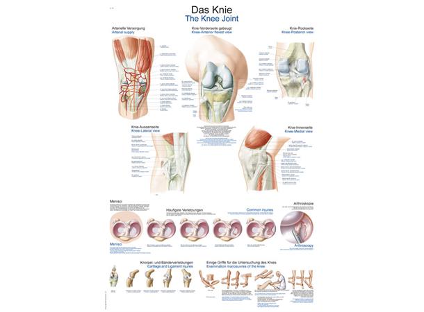 Plakat The Knee AL547
